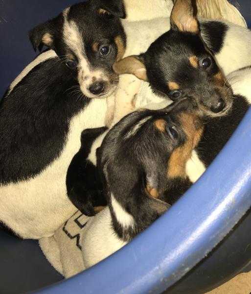 Jack Russell puppies for sale