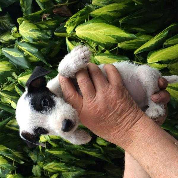 Jack Russell Puppies For Sale Excellent WorkingShow Bloodlines