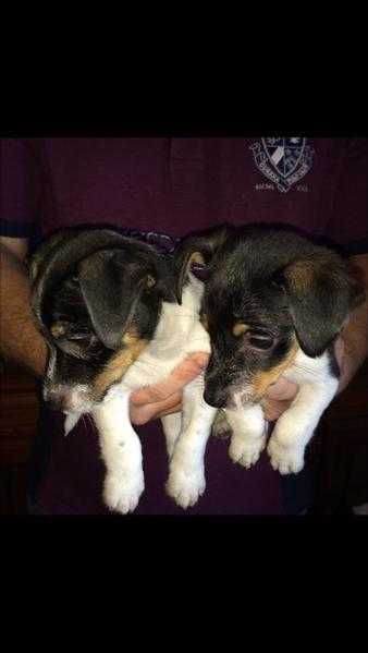 Jack Russell Puppies for sale short legged