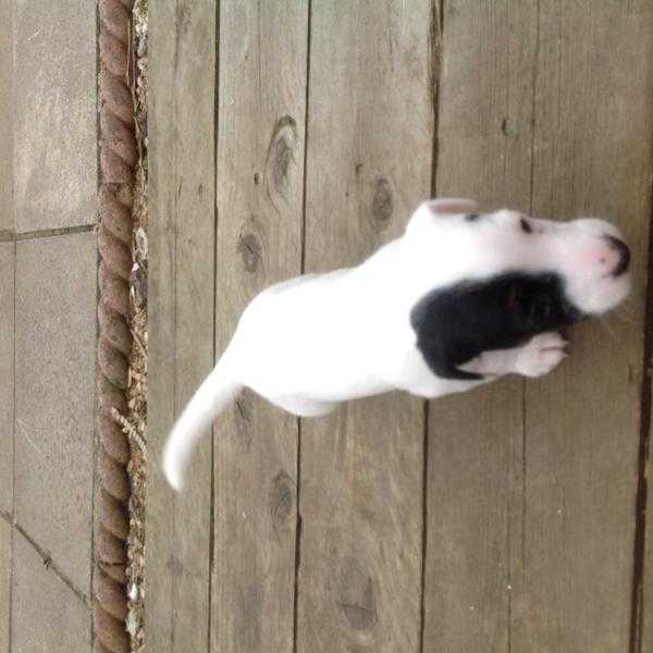 Jack Russell puppies male
