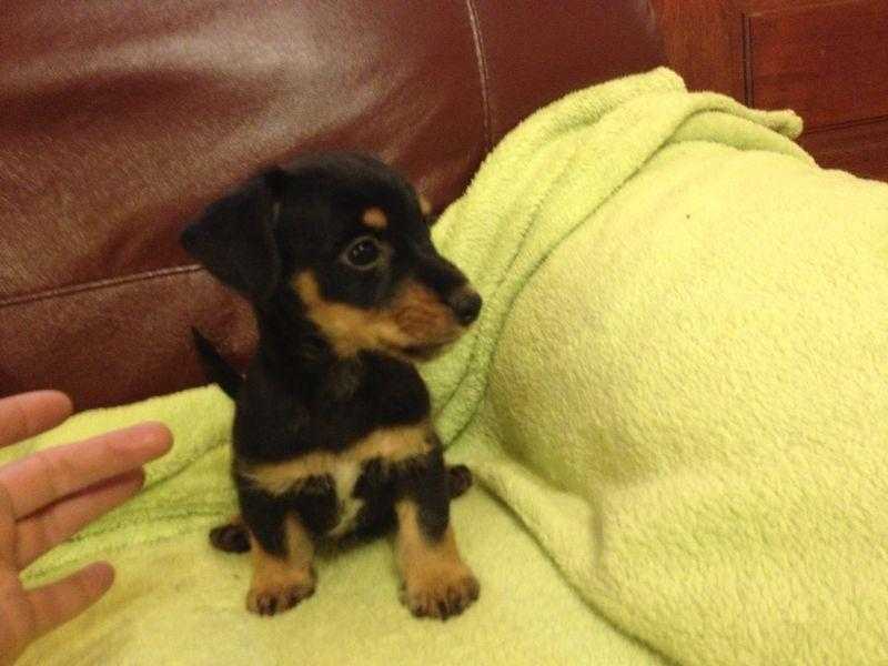 jack russell puppies miniature type