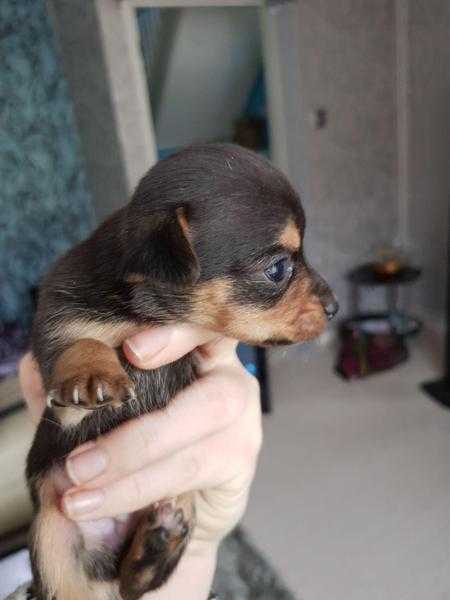 Jack Russell Puppies pure teacup