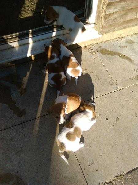 jack Russell puppies.8weeks old ready for loving home .great with children mum and dad can be seen