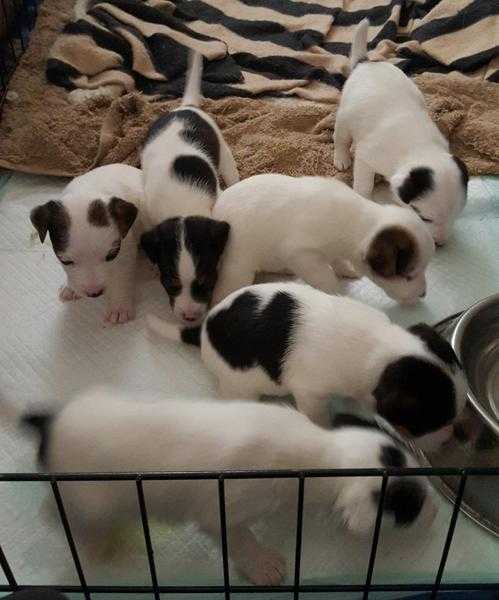 jack Russell puppys