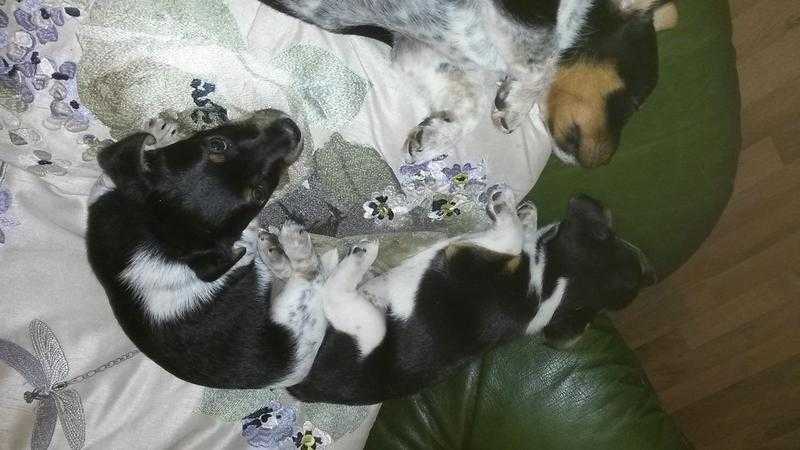 Jack Russell pups