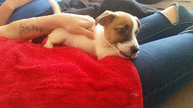 Jack Russell Pups for Sale