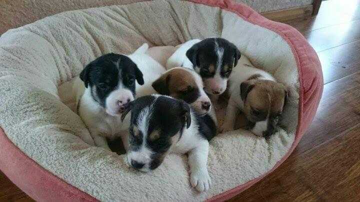 Jack Russell terrier puppies for sale