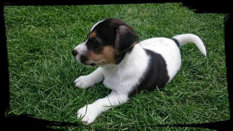 Jack Russell terrier puppies for sale