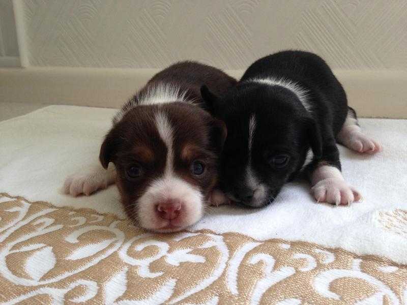 Jack Russell x chihuahua puppies