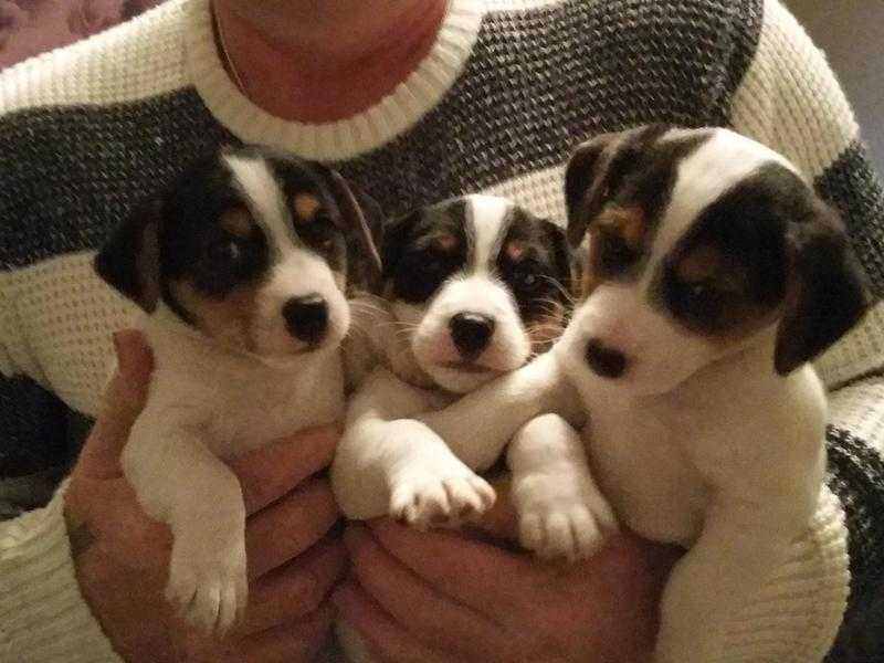 Jack Russell x Norfolk Terrier puppies