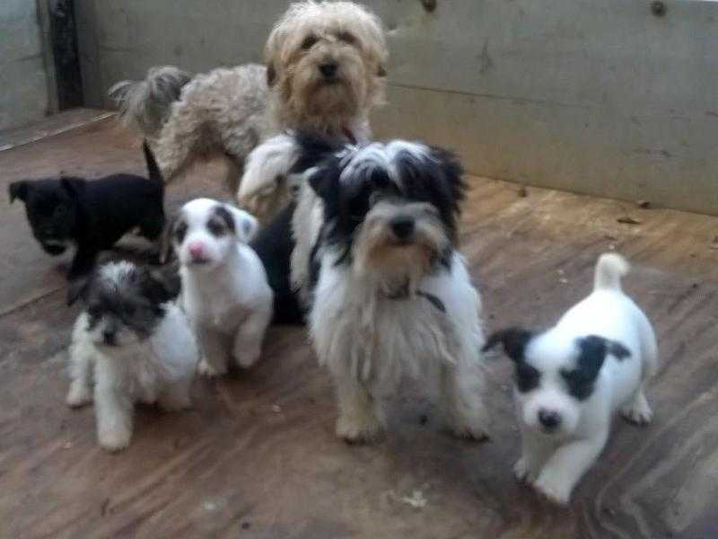 Jack Russell x Yorkie bechon puppies