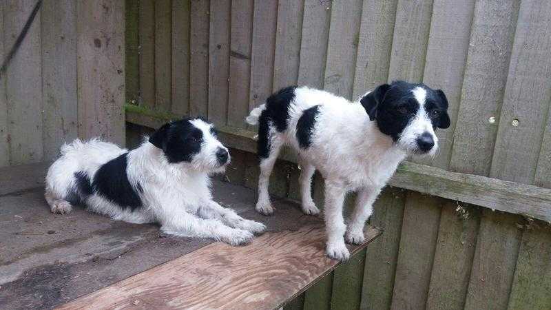 Jack russels for sale