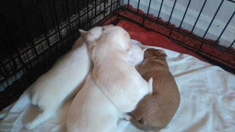 Jackauhuaha puppies for sale 3boys2girls