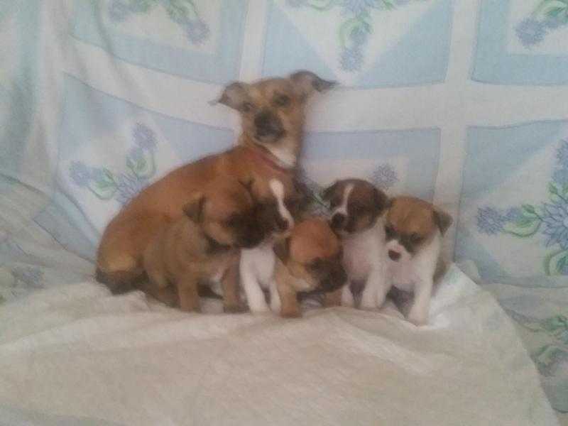 Jackhuahua puppies for sale home bred