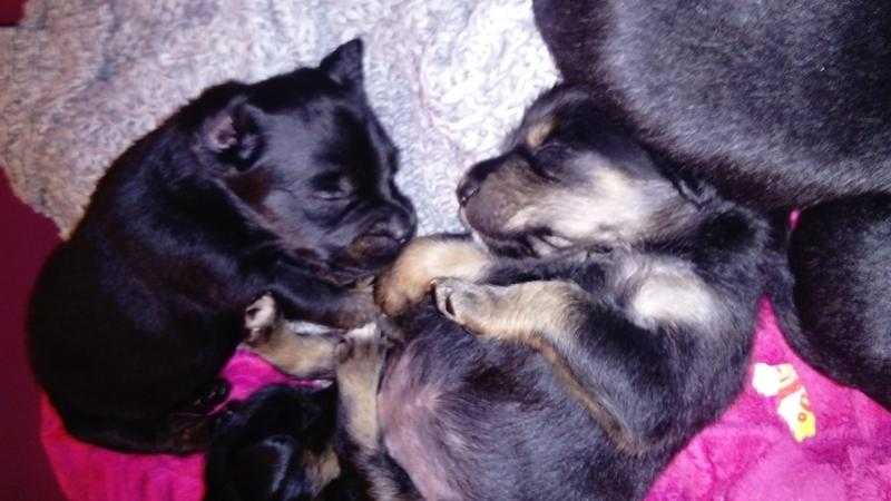 Jackrusell  cross Rottweiler pups for sale