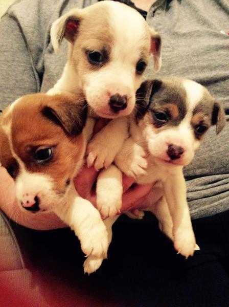 Jackrussell Short legged puppys