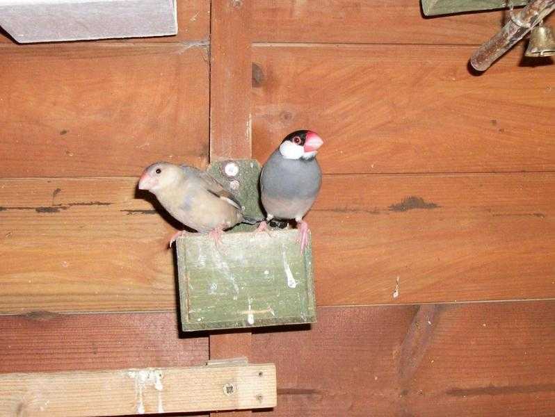 Java Sparrows for sale