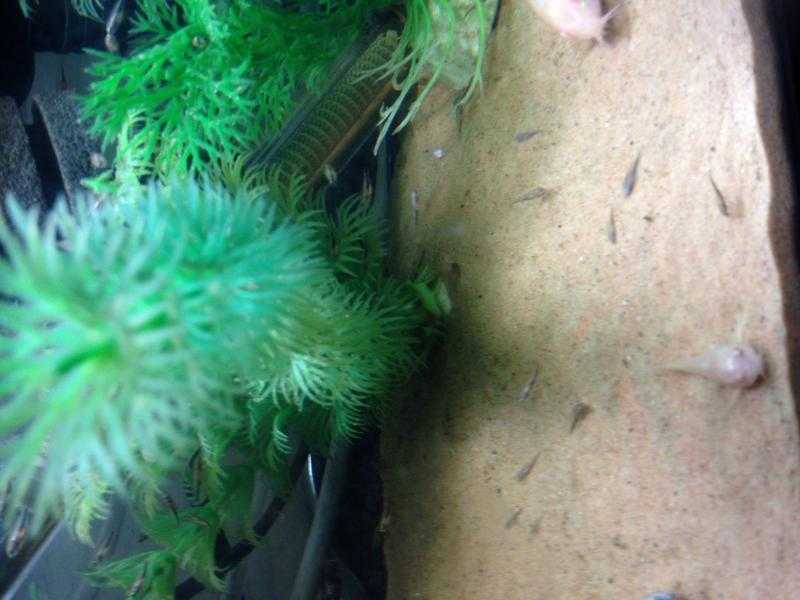 Jewel cichlid fry 1 each