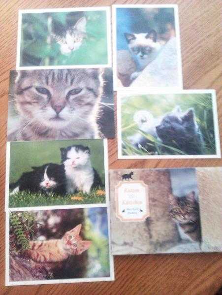 JOBLOT OF 15 BLANK CATS POSTCARDS