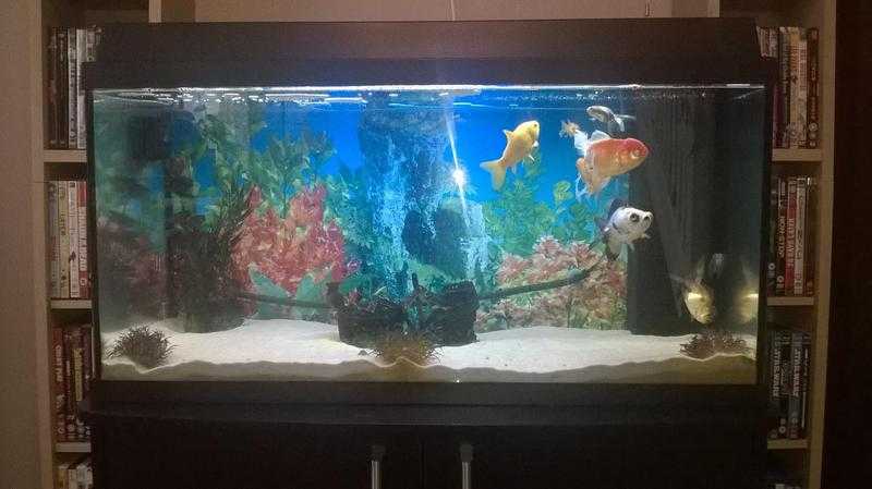 Juewel aquarium 160 litres