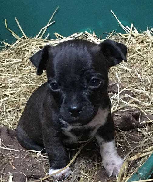 JUG (Jack Russell x Pug) black puppies READY TO GO