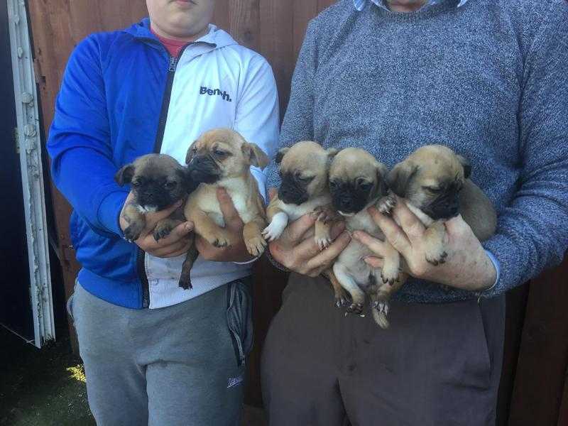 JUG PUPPIES FOR SALE