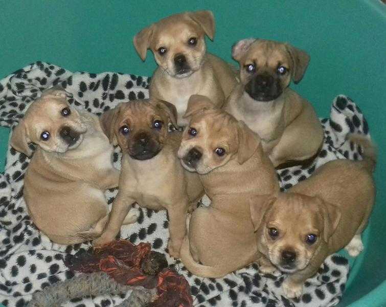 JUG PUPPIES FOR SALE