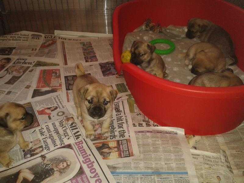 JUG PUPPIES FOR SALE