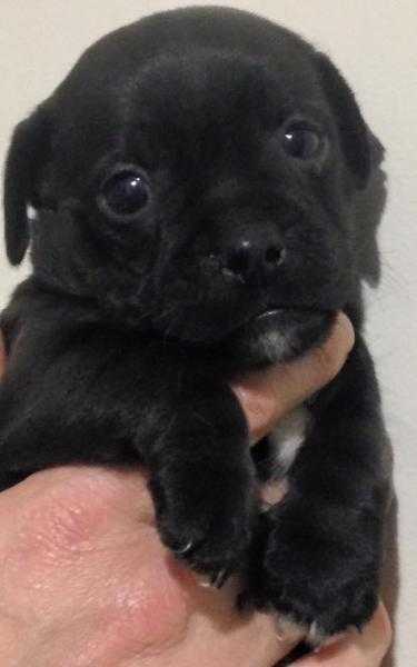 JUG PUPS, Black, Pug x Jack Russell Home Reared (Both parents can be seen)