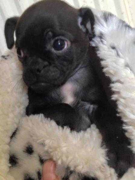 JUG PUPS, Black, Pug x Jack Russell Home Reared (Both parents can be seen)