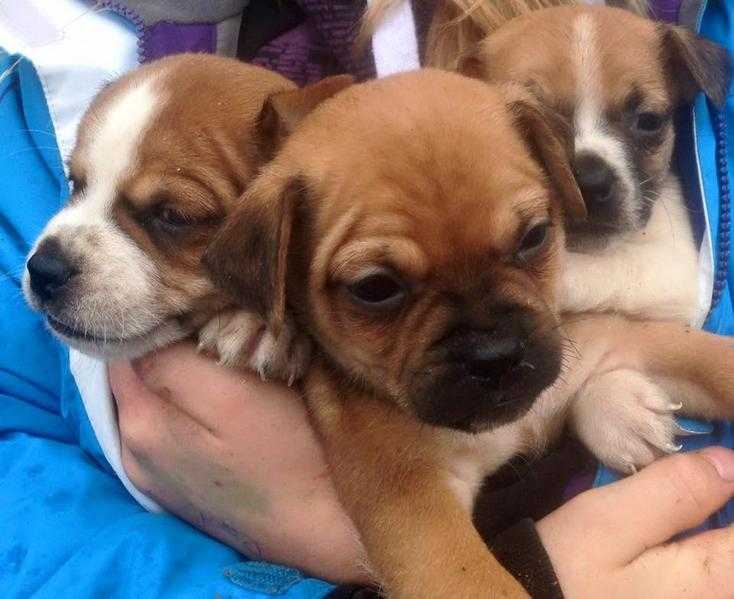 JUG PUPS (Jack Russell x Pug) home reared