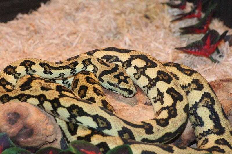 Jungle Jaguar Carpet Python