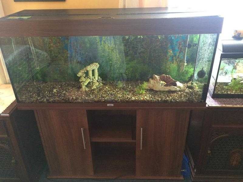 Juwel fishtank 240 l aquarium