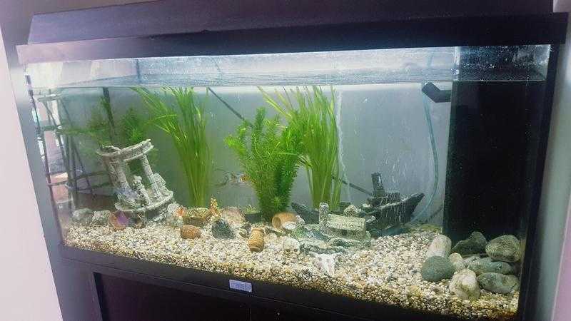 Juwel Rio fish tank