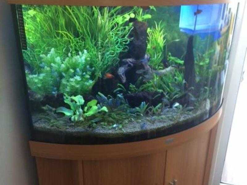 Juwel Trigon 190 fish tank and stand complete with tropical fish, plants and tank decor if wanted