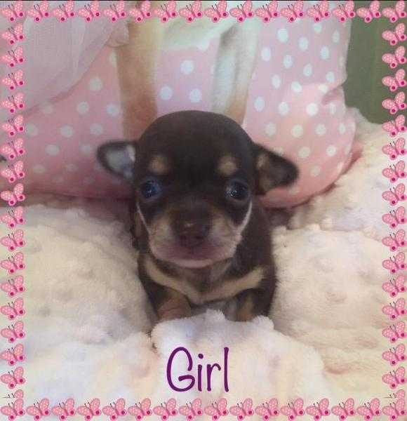 K C REG ChocolateTan GIRL amp BOY chihuahua puppies.