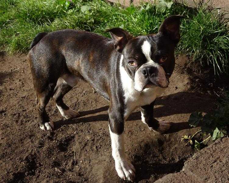 KC Boston Terrier For Stud (Carries D Locus Genes  American Lines)