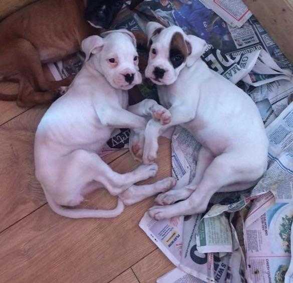 KC BOXER PUPPIES 2 left