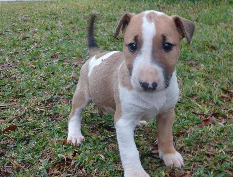 kc bull terrier puppies (roman noise)