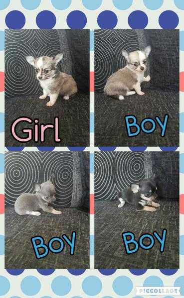 Kc chihuahua puppies