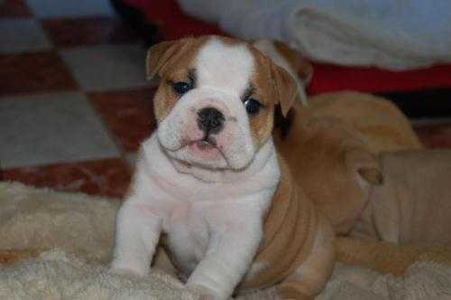 KC English Bulldog Puppies