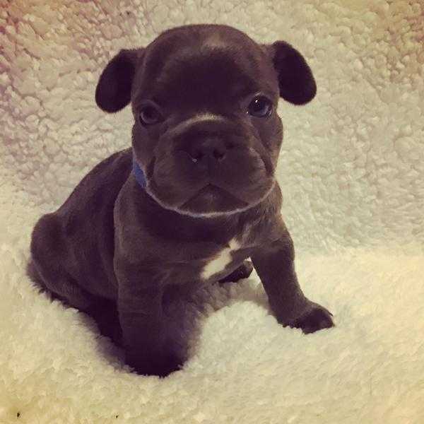 KC french bulldog puppies