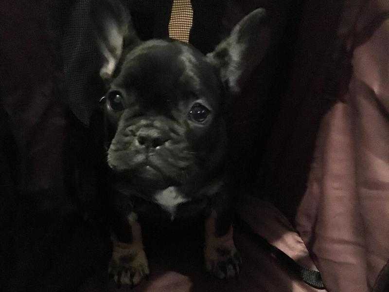 KC French bulldog puppies