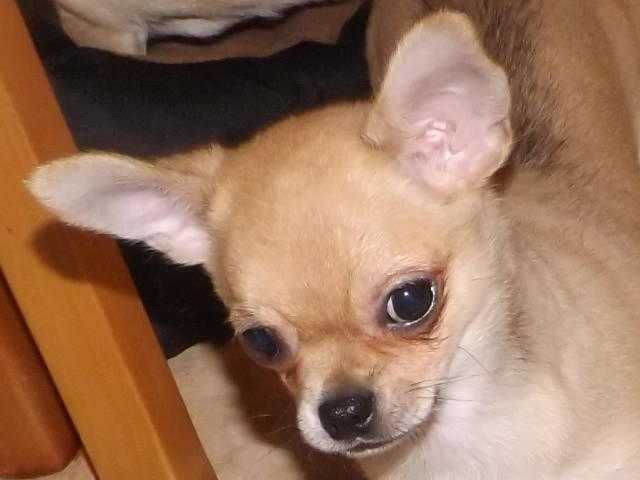 kc gentle little puppy male chihuahua ready now