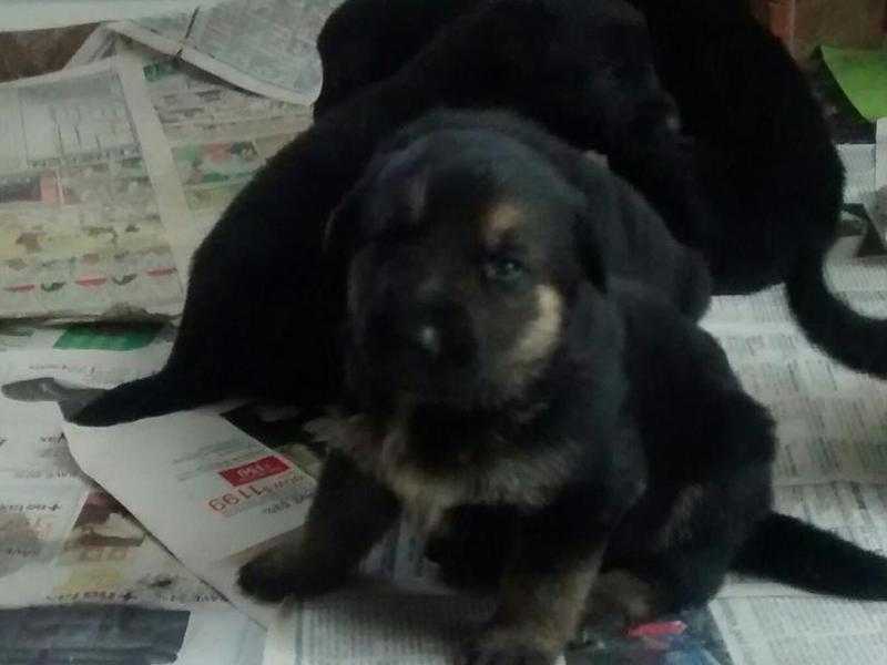 kc german shepherd puppies still available - 2 Males and 1 female