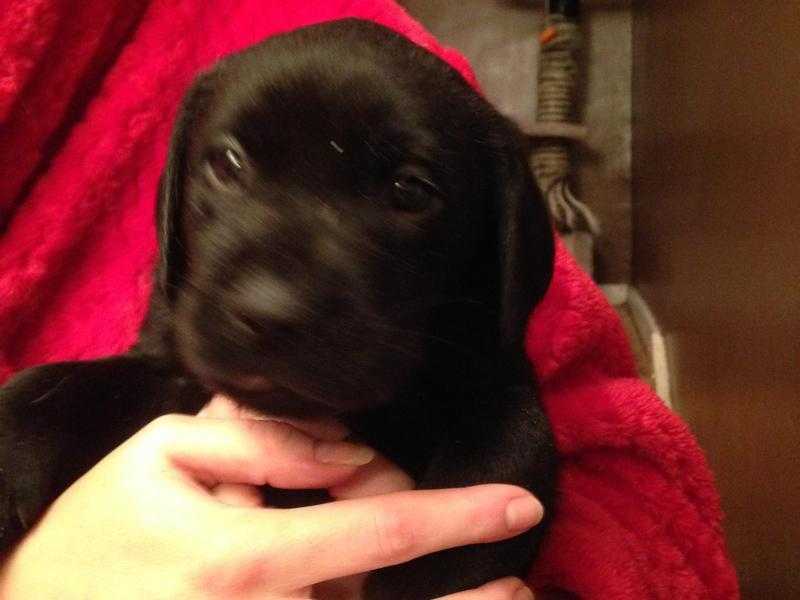 KC Labrador pups for sale