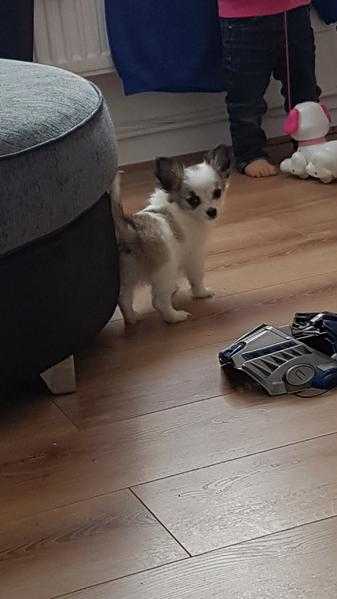 Kc male chihuahua puppy