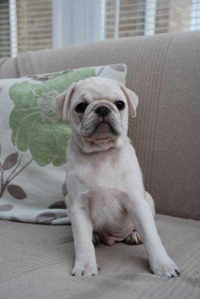 KC pug puppies for sale