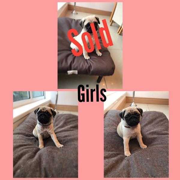 Kc pug puppies, ready to go now