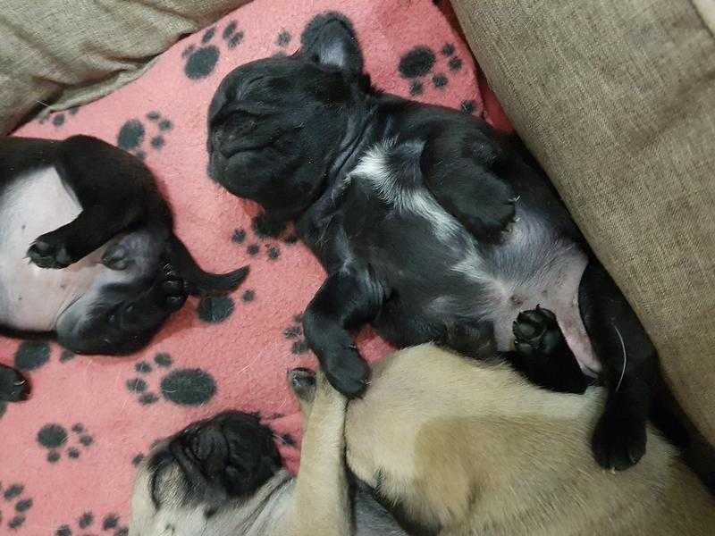 KC PUG pups